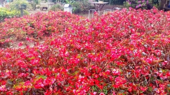 Fantastis 17 Gambar Bunga Begonia Pink Gambar Bunga HD Fantastis 17 Gambar Bunga Begonia Pink Gambar Bunga HD